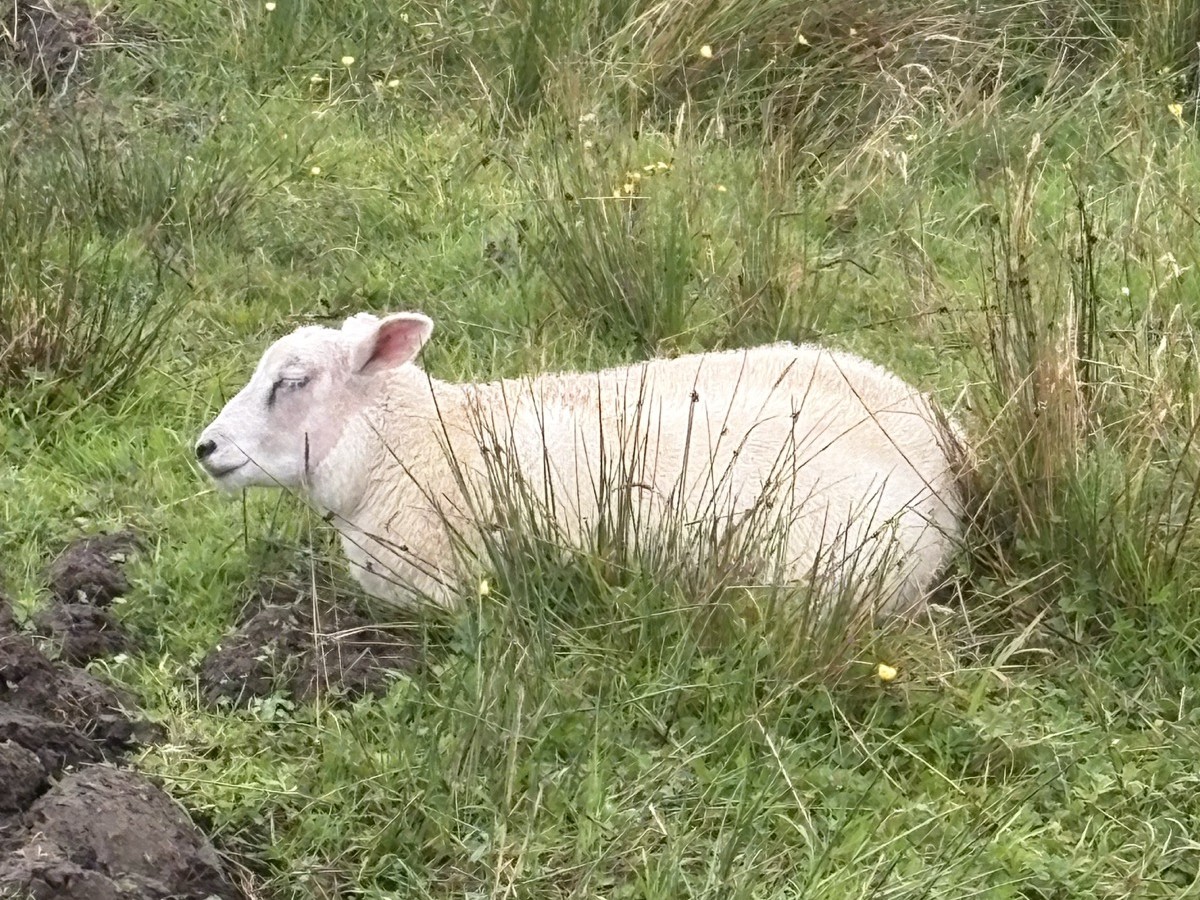 Sheep